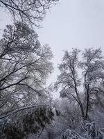 Winter in the park landscape background photo