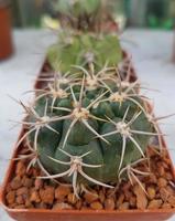 Miniature home flowers succulents and cactus in the greenhouse photo