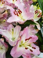 Beautiful blooming Lily flower in the greenhouse Lilium plant background photo