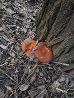 Mushroom in the wild forest photo