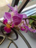 Beautiful phalaenopsis orchids in the house photo