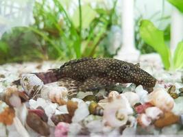 Ancistrus fish in a aquarium Nature background photo