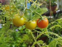 Small homemade growing tomatoes Nature background photo