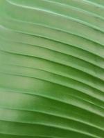 Strelitzia Green leaf texture background photo