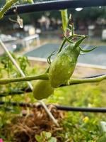 Small homemade growing tomatoes Nature background photo