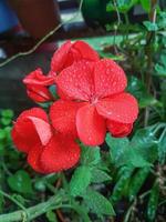 Beautiful geranium flower in the greenhouse photo