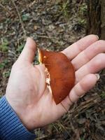 Mushroom in the wild forest photo
