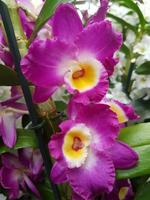 Beautiful phalaenopsis orchids in the greenhouse photo