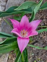 Beautiful flowers in the garden photo