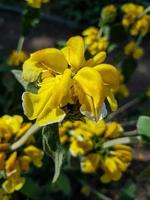 Beautiful flowers in the garden photo