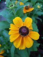 Beautiful Rudbeckia flower in the greenhouse close-up photo