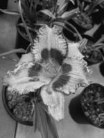 Beautiful blooming Lily flower in the greenhouse close-up photo