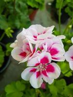 Beautiful geranium flower in the greenhouse close-up photo