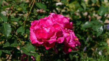 A beautiful rose flowers outdoors photo