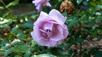 A beautiful rose flowers outdoors photo