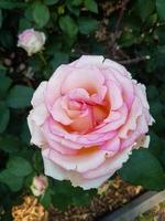 un hermosa Rosa flores al aire libre foto
