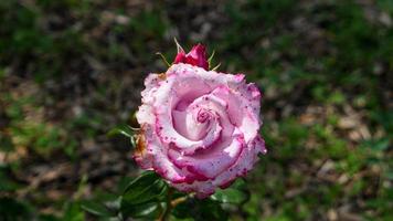 un hermosa Rosa flores al aire libre foto