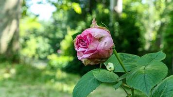 un hermosa Rosa flores al aire libre foto