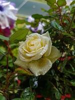 un hermosa Rosa flores al aire libre foto