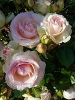 un hermosa Rosa flores al aire libre foto