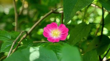 un hermosa Rosa flores al aire libre foto