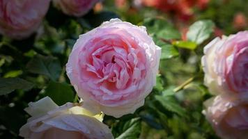 un hermosa Rosa flores al aire libre foto