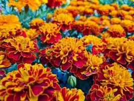 A beautiful marigold flowers outdoors photo