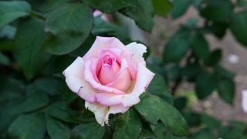 A beautiful rose flowers outdoors photo