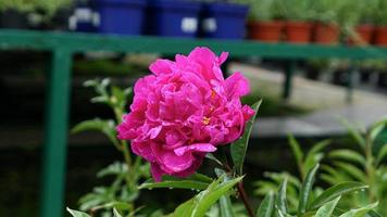 A beautiful rose flowers outdoors photo