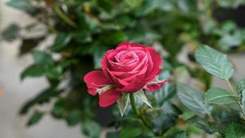 A beautiful rose flowers outdoors photo