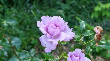 A beautiful rose flowers outdoors photo