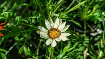 A beautiful daysies flowers outdoors photo