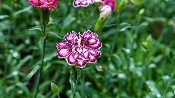 un hermosa claveles flores al aire libre foto