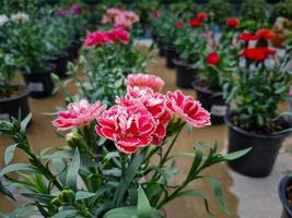 A beautiful carnations flowers outdoors photo