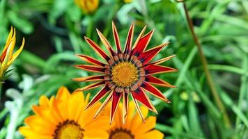 un hermosa daysies flores al aire libre foto