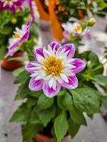 A beautiful dahlias flowers outdoors photo