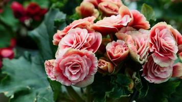 A beautiful begonia flowers outdoors photo