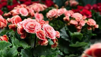 A beautiful begonia flowers outdoors photo