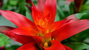 A beautiful bromeliad plants outdoors photo