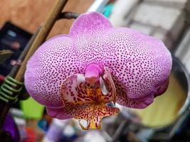 Beautiful phalaenopsis orchids photo