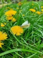 A beautiful dandelions flowers outdoors photo