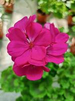 A beautiful geraniums flowers outdoors photo