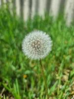 un hermosa diente de león flores al aire libre foto