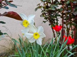 A beautiful narcissus flowers outdoors photo