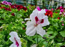 A beautiful geraniums flowers outdoors photo