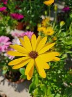 A beautiful daysies flowers outdoors photo