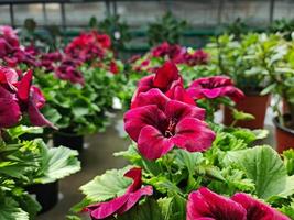 A beautiful geraniums flowers outdoors photo