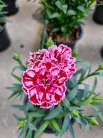 A beautiful carnations flowers outdoors photo