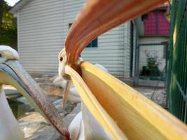 Pelican at the zoo by the water photo