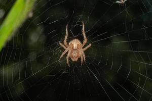 spider in a web with green foliage in the background photo